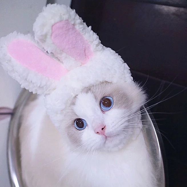 Смешная собачка, костюм капитана кота, теплая шапка кролика, новогодние вечерние рождественские аксессуары для косплея, реквизит для фото, головной убор