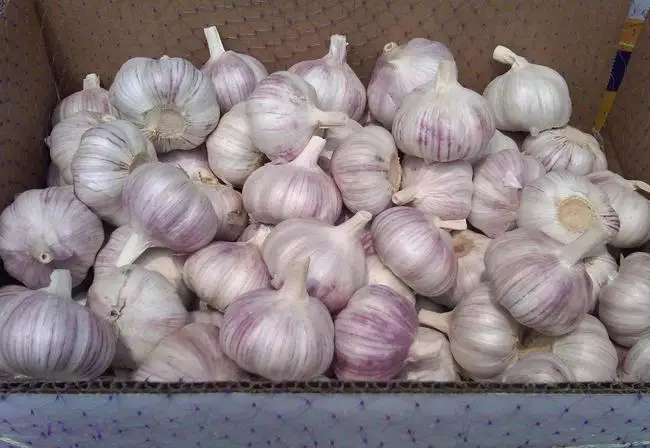 Высококачественная машина для сортировки фруктов/сортировки