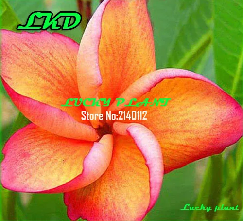 20 Свежие Plumeria Rubra Семена Таиланде Редко Реальные Frangipani no187 orange hawaii|seeds|seeds rareseeds