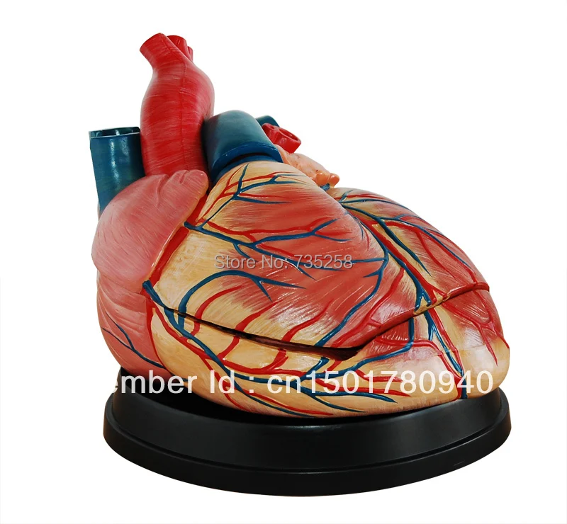 Улучшенная модель увеличения сердца, модель увеличения сердца, модель сердца