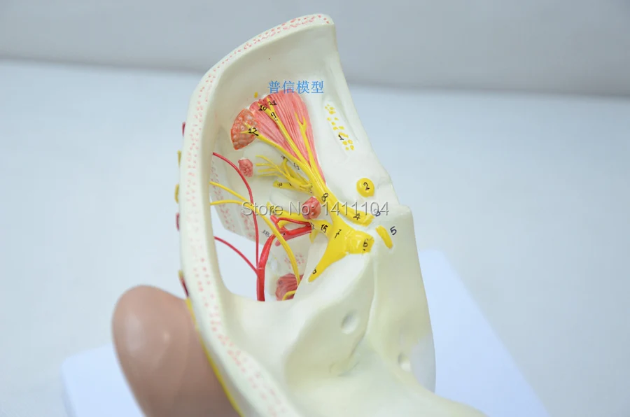 Free shipping&Head model head anatomy neck anatomy neural brain model.For teaching medical and Beauty salon. | Канцтовары для
