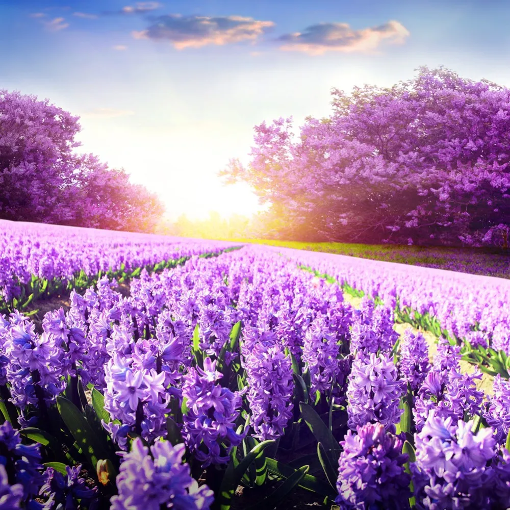 5D DIY Diamond Painting lavender fields Embroidery Full 3D Cross Stitch Rhinestone Mosaic Scenic Home Dec Gift | Дом и сад
