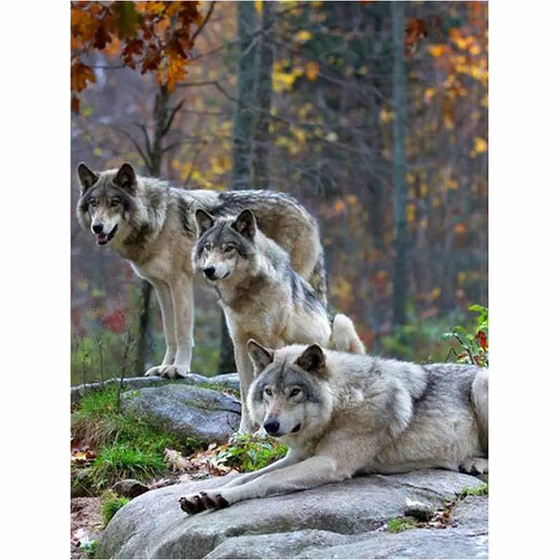

YIKEE diamond painting Three heads of wolves,diamond embroidery full,embroidery diamond mosaic K362