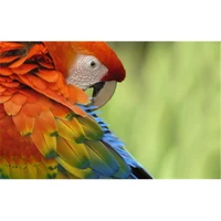 colorful bird picture wholesale diy diamond paintings home decoration rhinestone wall stickers embroidery needlework a7553r