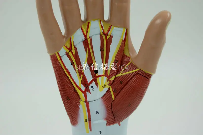 Бесплатная доставка и ручная мышечная модель анатомическая тендона ладони Shoumo.