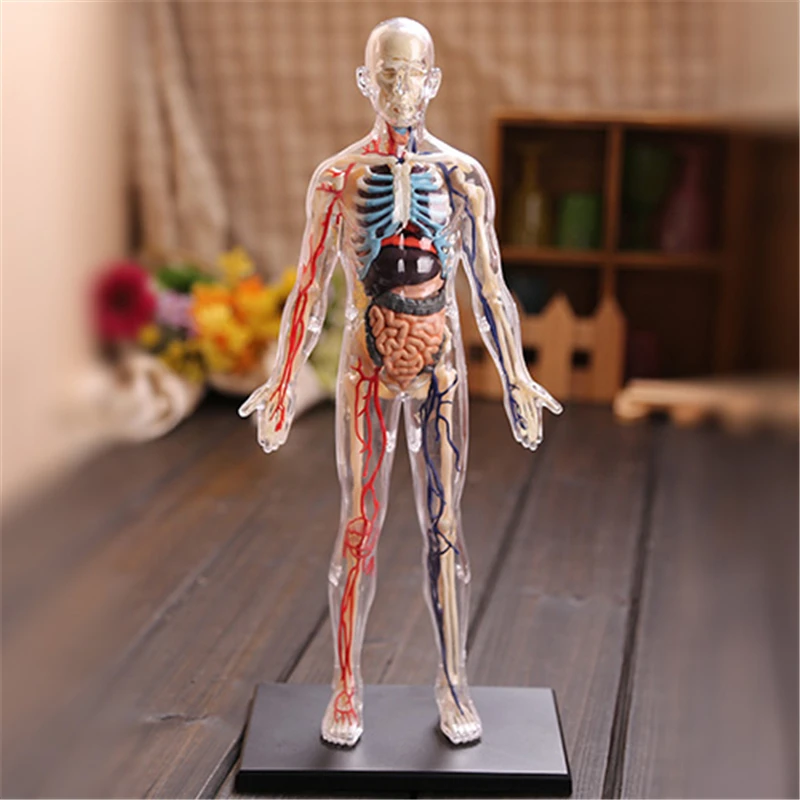 

4D 1:6 Translucent person Intelligence Assembling Toy HumanOrgan Anatomy Model Medical Teaching DIY Popular Science Appliances