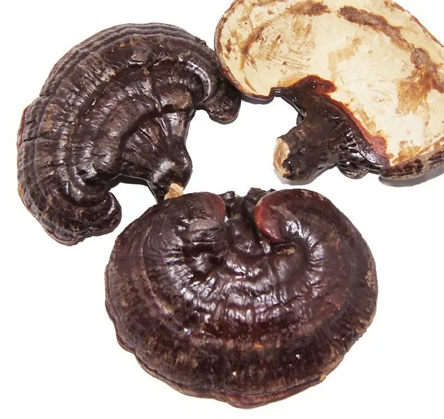 БЕСПЛАТНАЯ ДОСТАВКА 500 г Рейши Ganoderma lucidum |