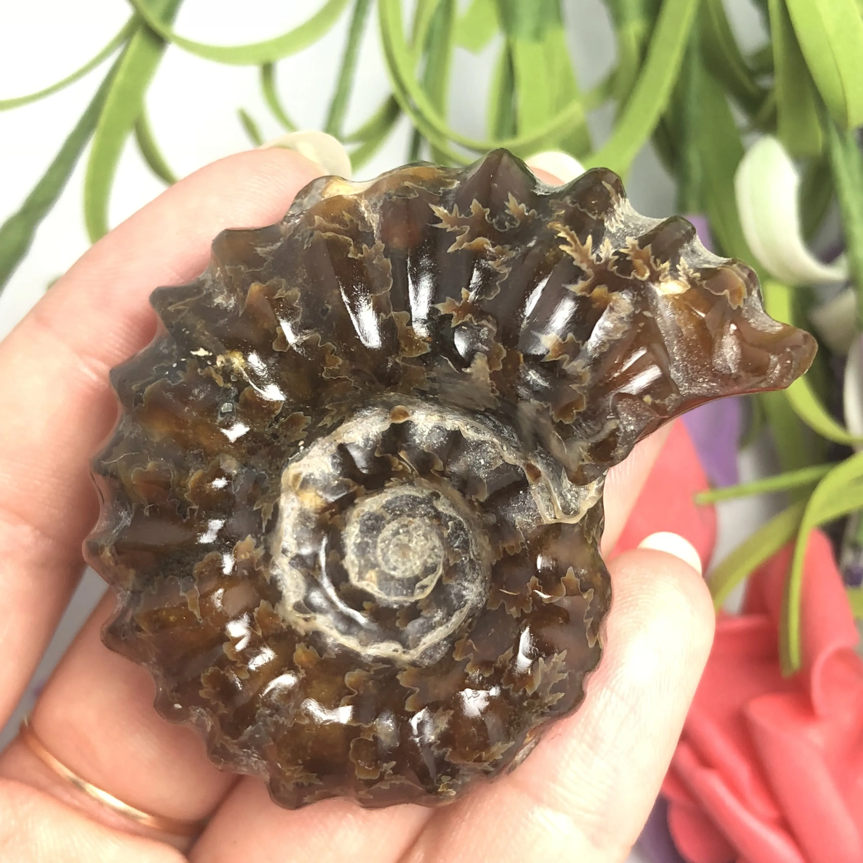 Натуральный Полированный козий гудок окаменелости аммониты Conch douvileras