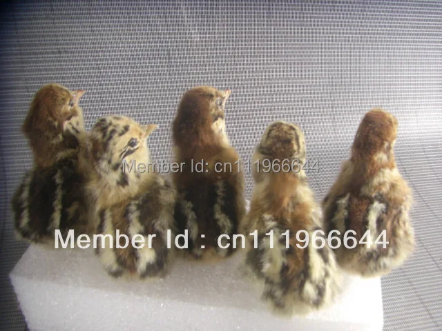 Taxidermy настоящая цыпленка Цыпленок 5 штук милая птица | Дом и сад
