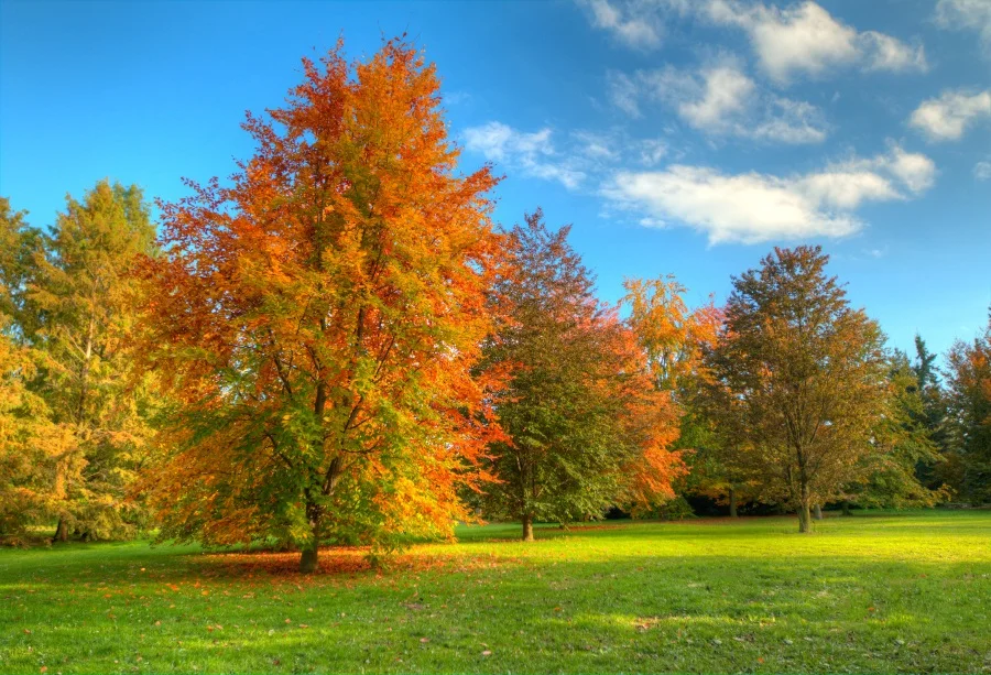 Laeacco фоны для фотосъемки Осеннее дерево Кленовая трава голубое небо Облачное - Фото №1
