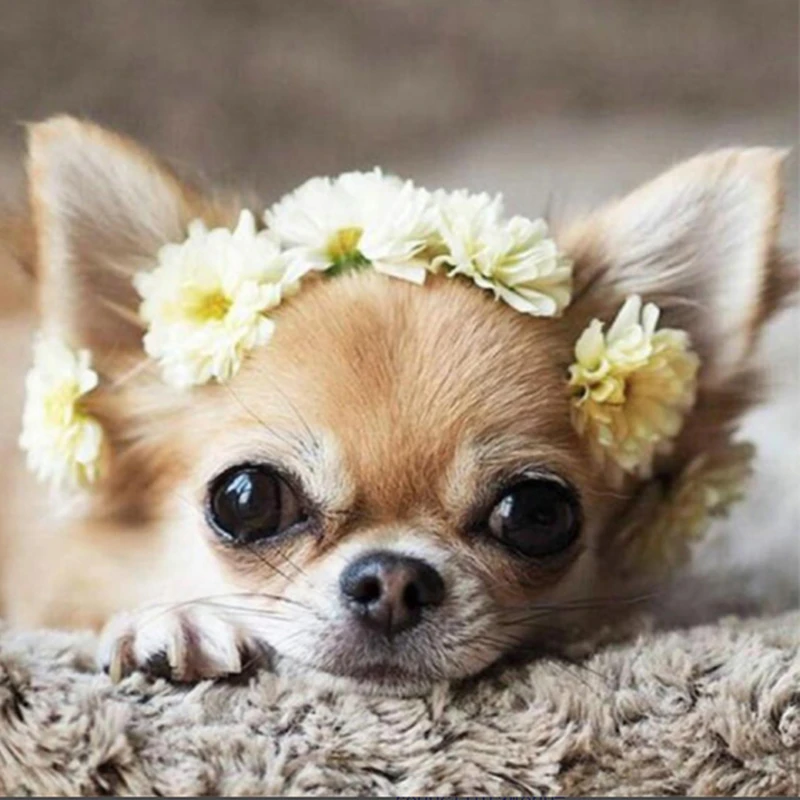 Алмазная вышивка Чихуахуа алмаз собака птицы Картина мозаика изображения полный