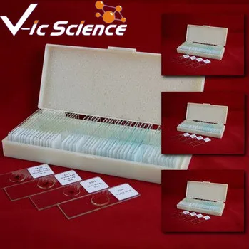 50pcs Human Histology slides Human Tissue Slides