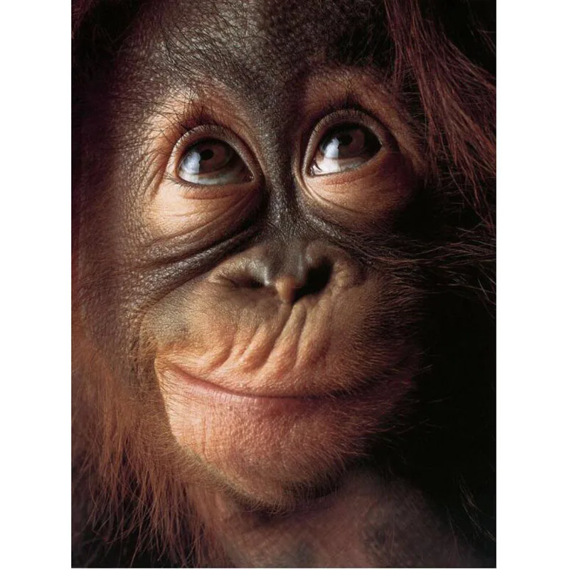 Новинка 5D DIY круглая/квадратная Алмазная вышивка Ape Apes Orangutan в форме обезьяны