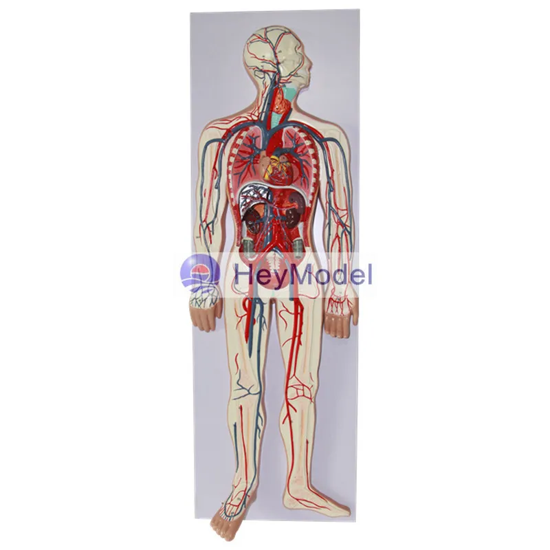 Модель человеческой системы кровообращения HeyModel|system|system model |