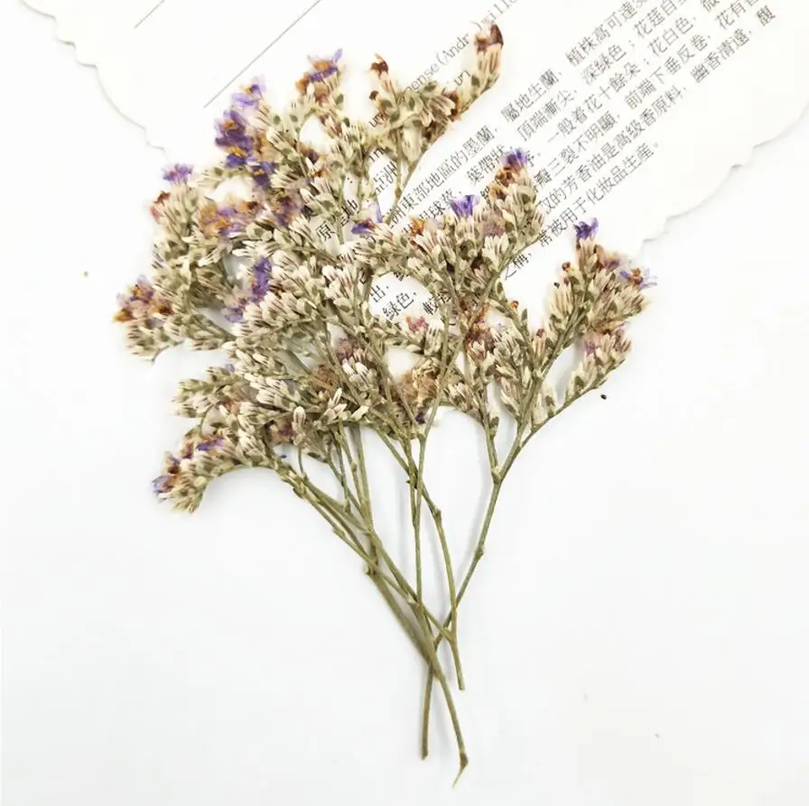 

120pcs Dried 6-8cm Pressed Codariocalyx Motorius Flower Plant Herbarium Jewelry Postcard Invitation Card Phone Case Bookmark DIY