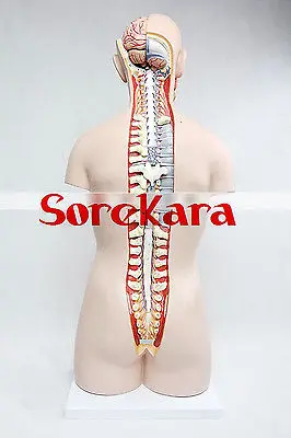 85 см анатомии человека Средства ухода за кожей магистрали разрез Органы