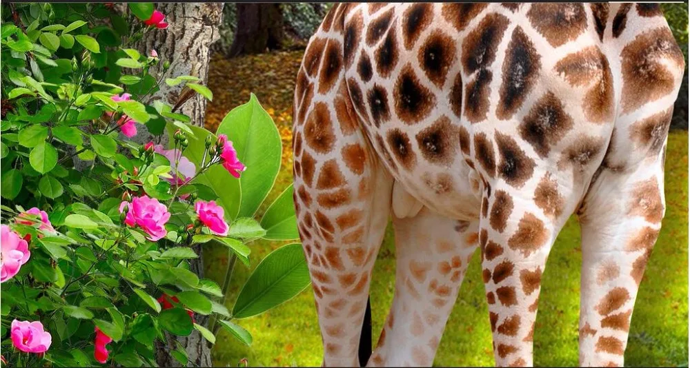 Настенные 3D-обои на заказ рисунок жирафа и леса с изображением животных в комнате