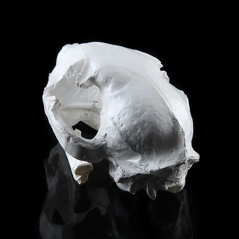 Игрушки для кошек смоляная модель скелета школьные Обучающие инструменты музейный выставочный реквизит