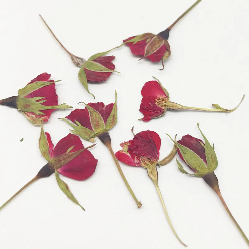 Rose Bud Флорес сушеные прессованные белые хризантемы Свадебные украшения цветок 1 упаковка/30 шт - Цвет: Rose Bud