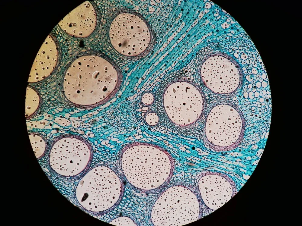 Новый 5-МП Промышленные Бинокулярный Стерео Микроскоп Окуляр w/универсальный