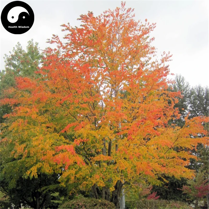 Купить Katsuratree дерево Semente 30 шт. завод Cercidiphyllum Japonicum для Lian Сян Шу