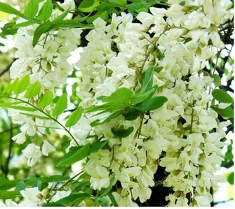 GMP Сертифицированный quercetin дигидрат 200 шт./лот|Товары для похудения| |