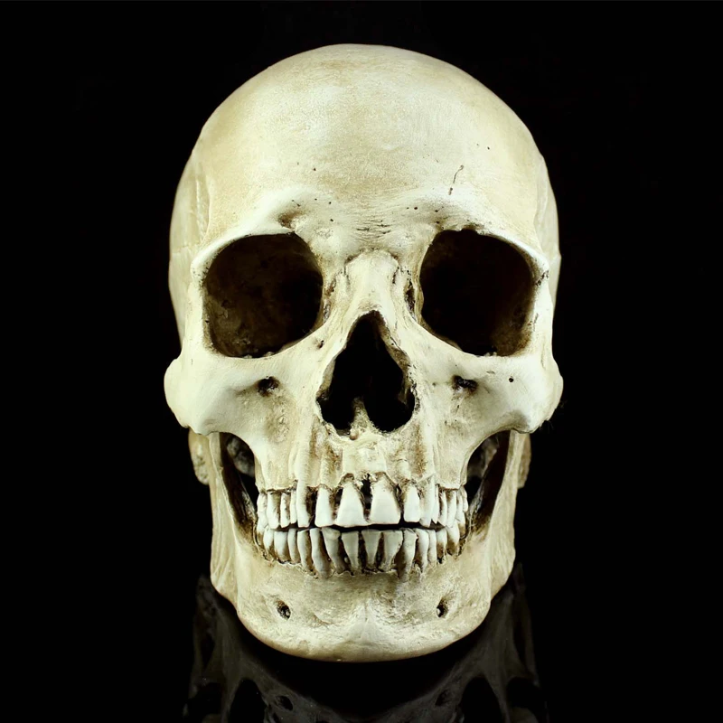 Моделирование черепа человека в виде ужаса натуральную величину 1: 1 модель