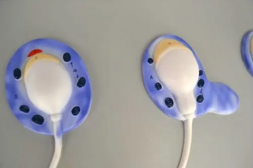 Человеческие презервативы Скелет анатомическая Анатомия 1000 раз увеличенный