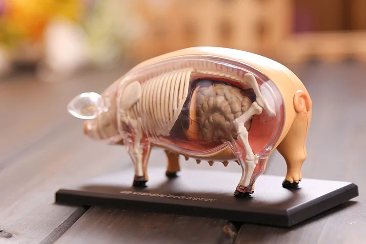 Модель анатомической свиньи модель скелета размерная анатомическая научная