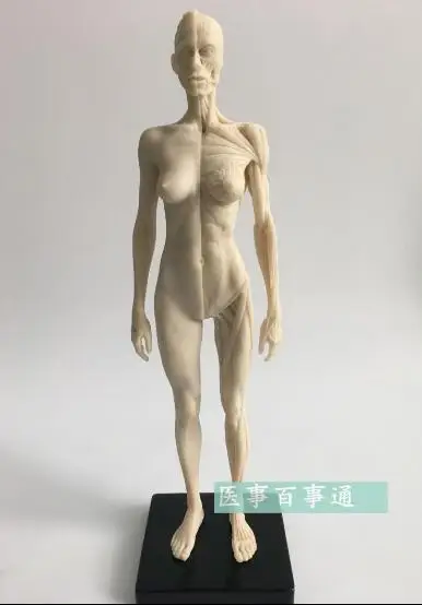 Медицинская скульптура для рисования 30 см CG относится к анатомической модели