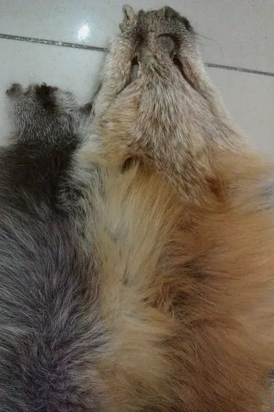 Роскошный тканевый стиль 3 материала кожа Лисий натуральный мех дешевые и