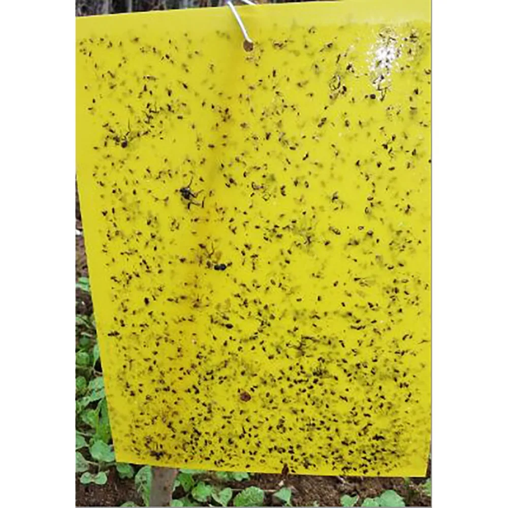 

pest reject glue trap fly killer catcher anti moustique aphids whiteflies mosquitoes fruit fly trap for outdoor plant restaurant