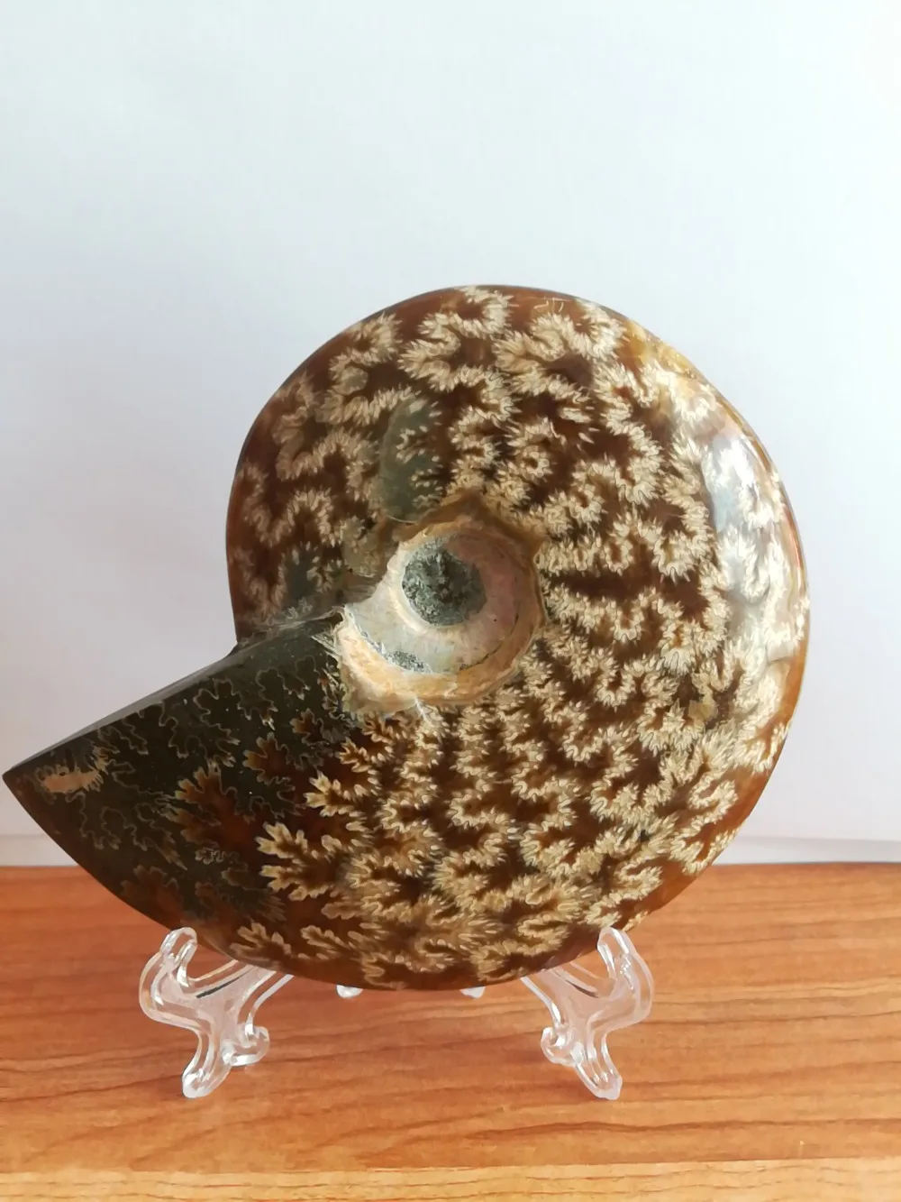 

Natural Phylloceras Cretaceous Ammonite Fossil Specimen Fossil Madagascar