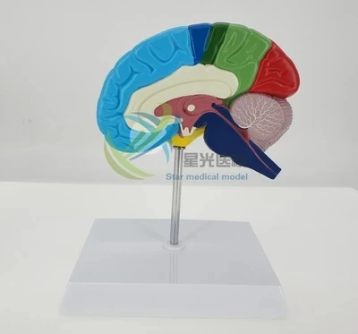 

Functional anatomy of brain right half of brains Functional partition free shipping