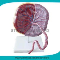 economic anatomical placenta model umbilical cord educational teaching anatomy