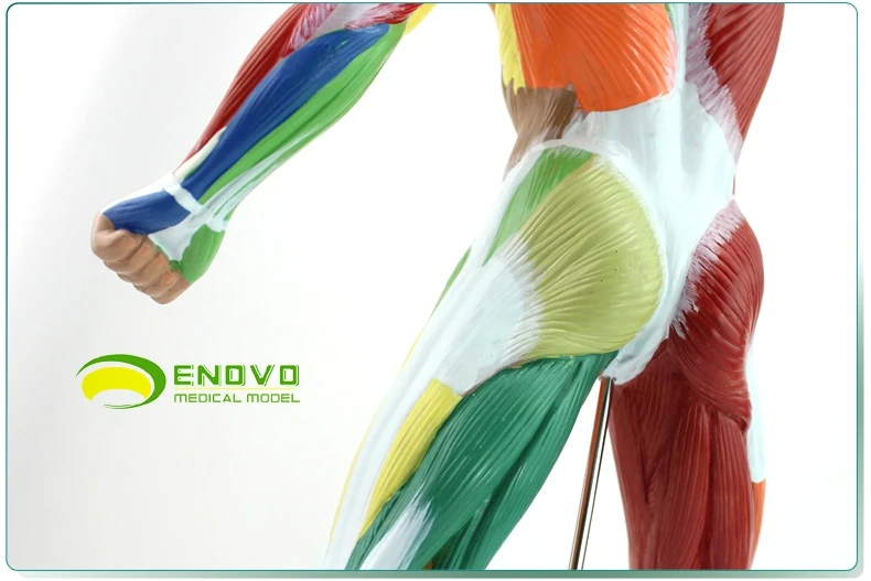 Тренировка мышц всего тела система тренировки 50*24 5*17 см | Канцтовары для офиса и