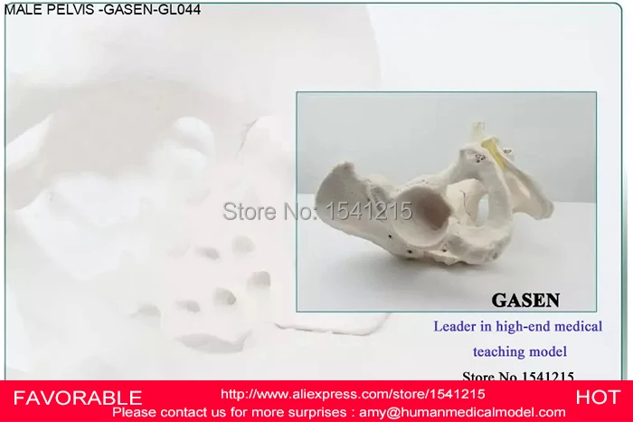 Демонстрация человеческих скелетных систем Мужской Скелет таза взрослые