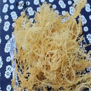 Gelidium amansii 50 грамм триголома тремелла термиторни спарассис Saarcodon Pholiota Panellus Morchella Lentinus Hericium Dictyophora - Цвет: Gelidium amansii