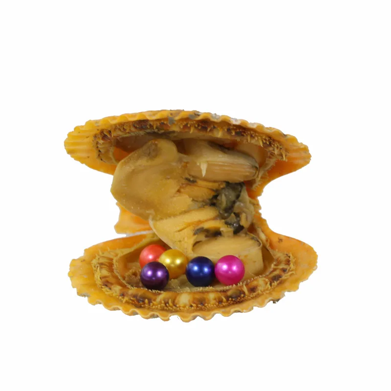 New Hot Sale Birthday Gifts Vacuum-packed Natural Red Orange Oyster Ten Round Pearl Mussel Shell Jewelry RR040 | Украшения и