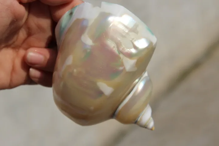 Натуральные красивые цвета морские раковистые кости|fossil engraving|conch plugsfossil tote |