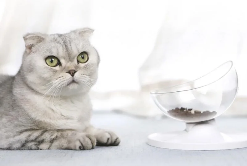 Новейшие креативные чаши с нескользящей подставкой миска для еды и воды домашних