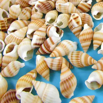 Природные пляжные морские раковины коралловые декоративные ракушки Конча