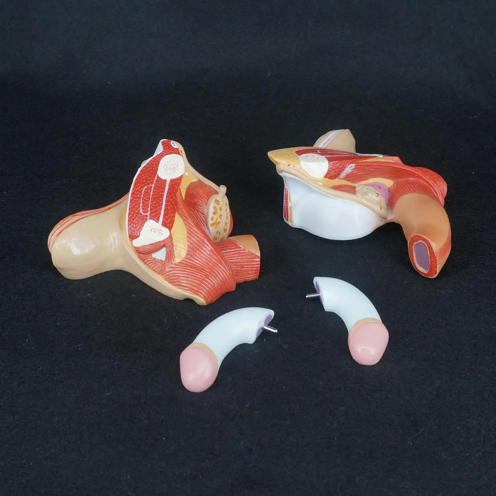 Человеческий мужской половой член анатомическая медицинская модель Анатомия