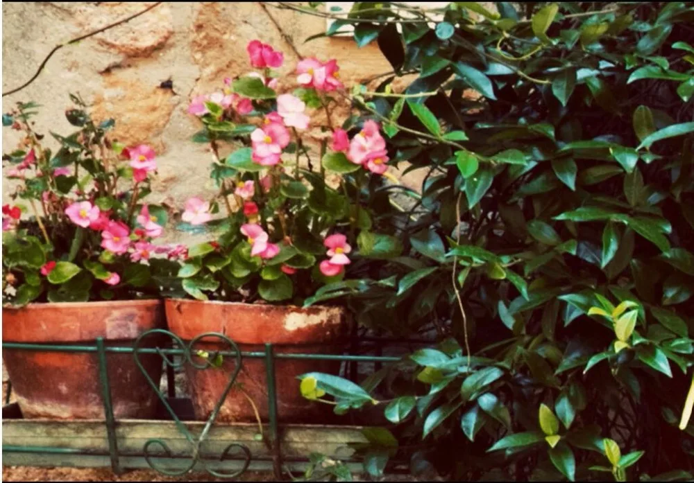 Настенные 3D обои на заказ винтажные декоративные с изображением плюща зеленых