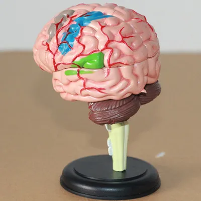

Assembling brain model 4D Brain anatomical model 10*7*8CM free shipping