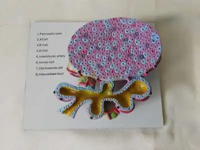 Magnified 100 times Pancreatic gland cell model anatomical model medical teaching model Glandular cell model of human pancreas
Magnified 100 times Pancreatic gland cell model anatomical model medical teaching model Glandular cell model of human pancreas