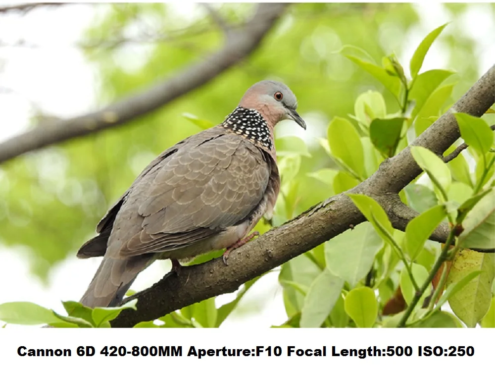 420-800 мм F/8,3-16 Супер телефото зум-объектив для Canon Nikon sony Pentax DSLR Камера DHL