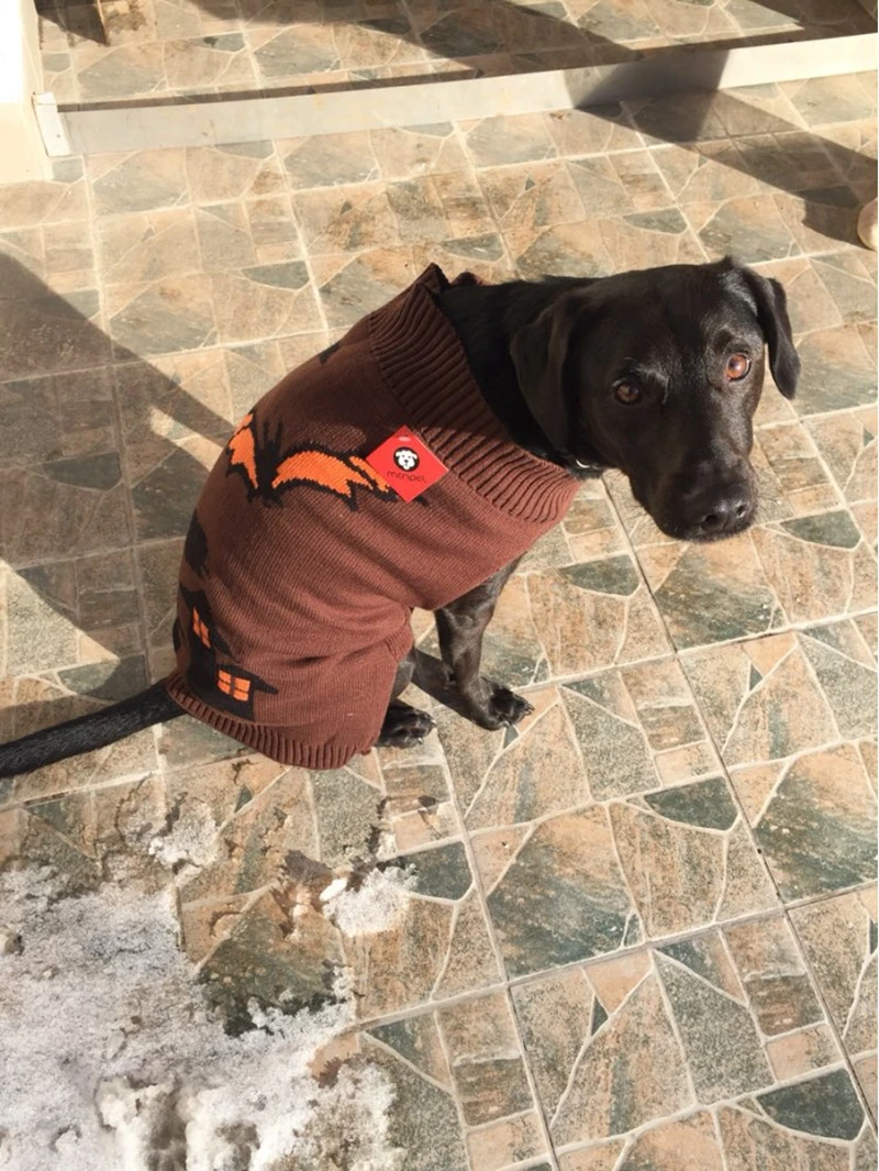 Свитер для Хэллоуина с изображением замка летучей мыши ведьмы питомца корейский