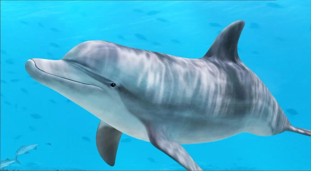 3d обои на заказ роспись фото морской водный Дельфин коралловые рыбы украшение