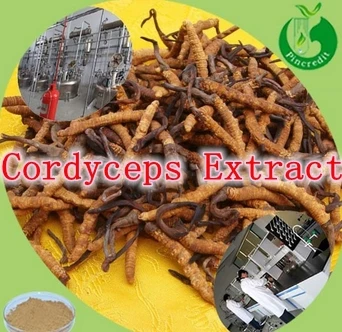 3Bottles X Cordyceps-Extract 30%Polysacharride 500mg x 270caps free shipping |